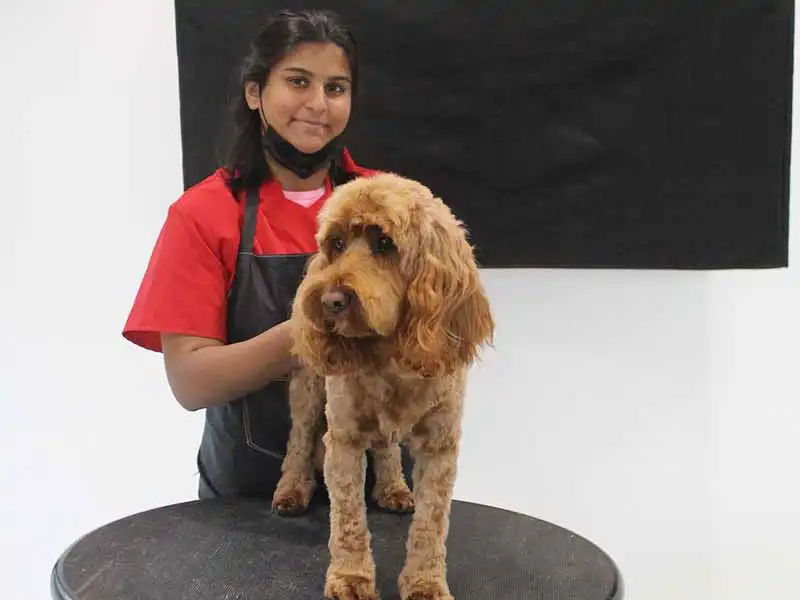 A recently groomed Zen Dog client 1