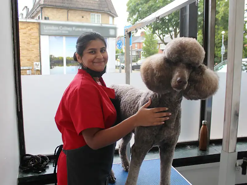 A recently groomed Zen Dog client 2