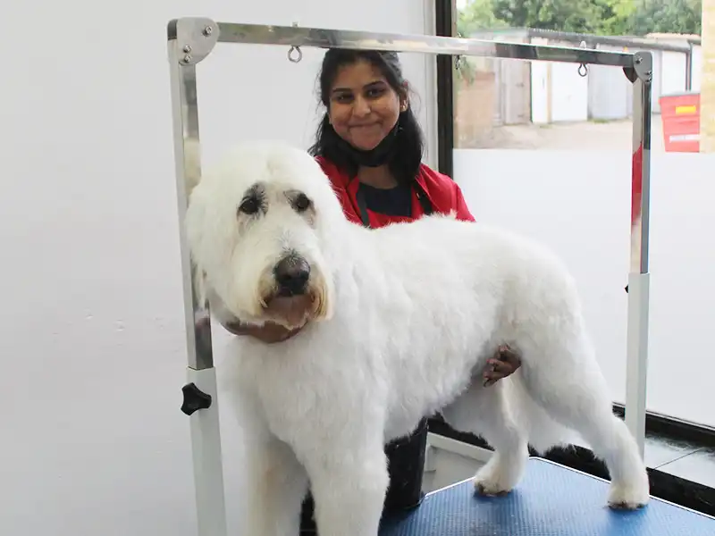 A recently groomed Zen Dog client 3
