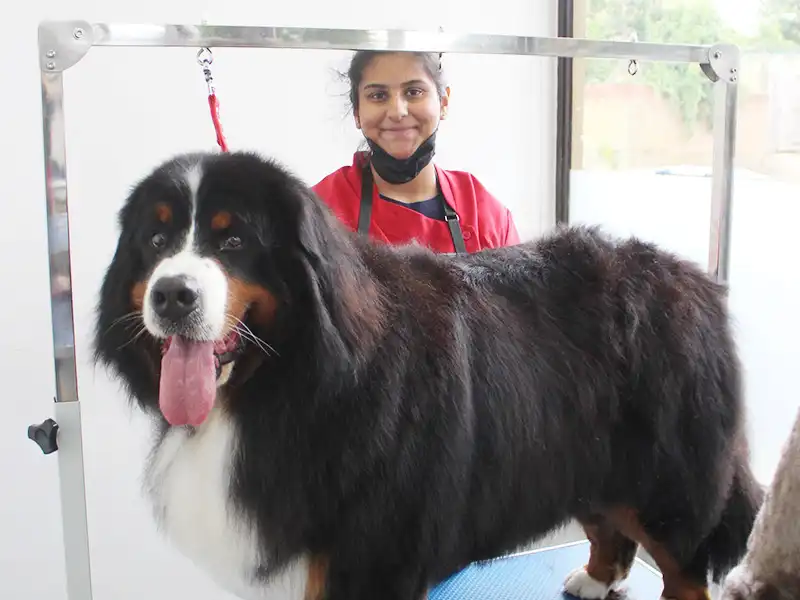 A recently groomed Zen Dog client 4