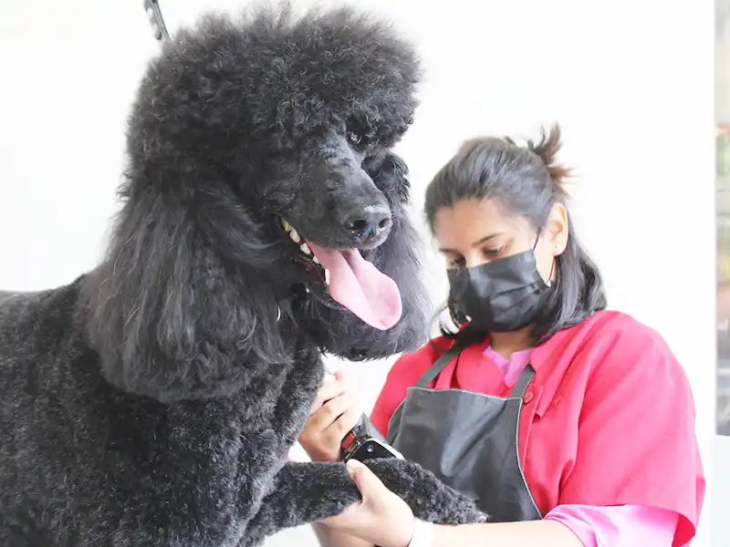 A recently groomed Zen Dog client 5