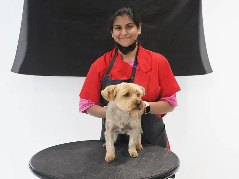 A recently groomed Zen Dog client 6