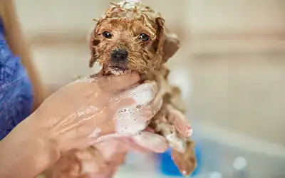 Puppy groom