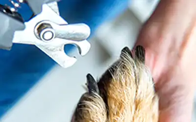 Maintenance groom